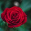 redroseonline